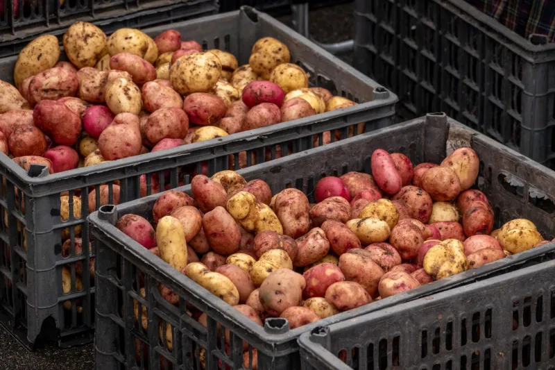 Cold Weather's Secret: Why Winter Farmers' Market Vegetables Blow Summer's Out of the Water