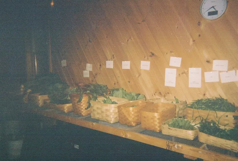 Kohlrabi Panic Is Real: 7 Tricks for Emptying Your CSA Box Every Single Week
