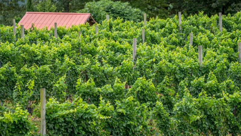 Dirt First: The Winemakers Ditching Chemicals and Letting Their Vineyards Come Alive