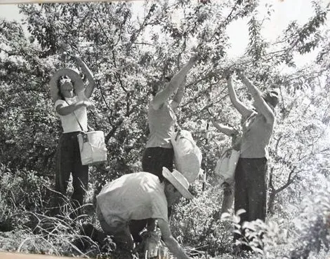 Last Tree Standing: The Fruit Hunters Saving America's Forgotten Orchard Varieties
