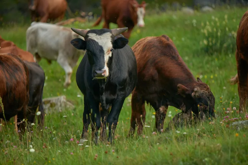 Cows That Heal the Earth: The Ranchers Using Livestock to Bring Dead Soil Back to Life
