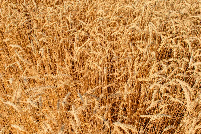 Ground Again: The Small-Town Mills Bringing Real Flour Back to American Tables