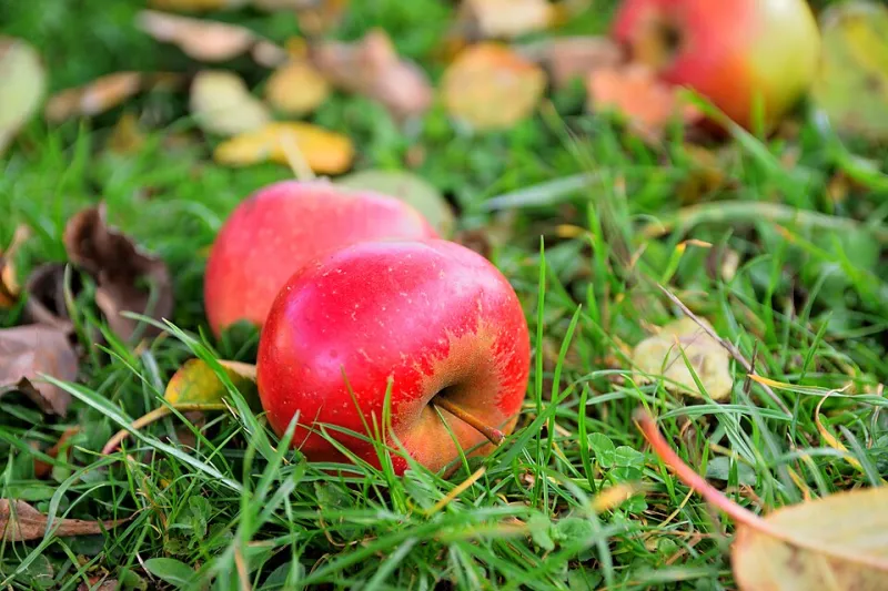 Why Fall Is the Best Time to Stop Trusting Your Grocery Store