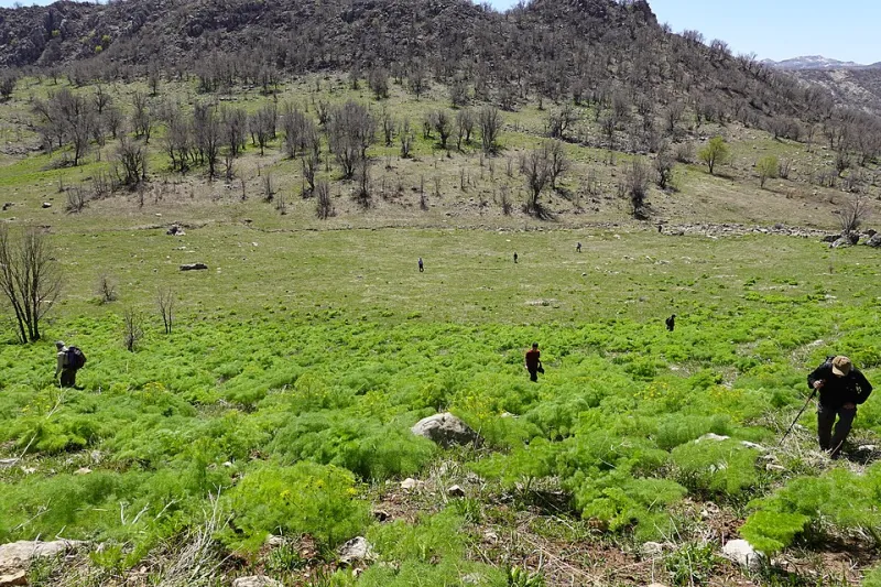 Beyond the Farm: How Wild Mushroom Foragers Are Changing the Way America Thinks About Food